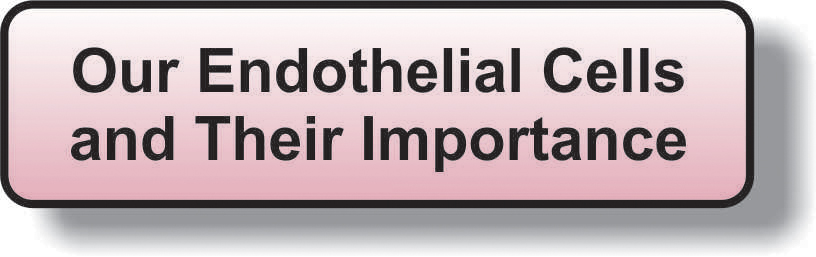 Endothelial